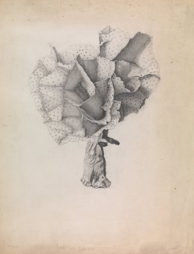 Lace Coral, Adeona cellulosa by James Ripper
